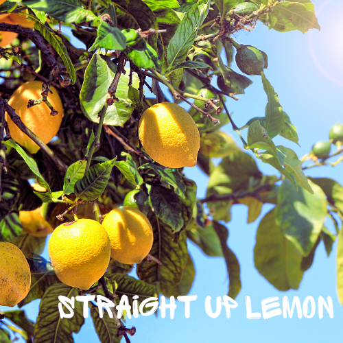 Jessica’s Lemon Tree Soy Wax Candle